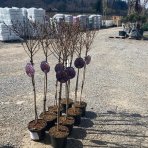 Škumpa vlasatá (Cotinus coggygria) ´ROYAL PURPLE´ - výška 100-120 cm, kont. C5L - NA KMIENKU